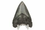 Fossil Megalodon Tooth - South Carolina #121419-1